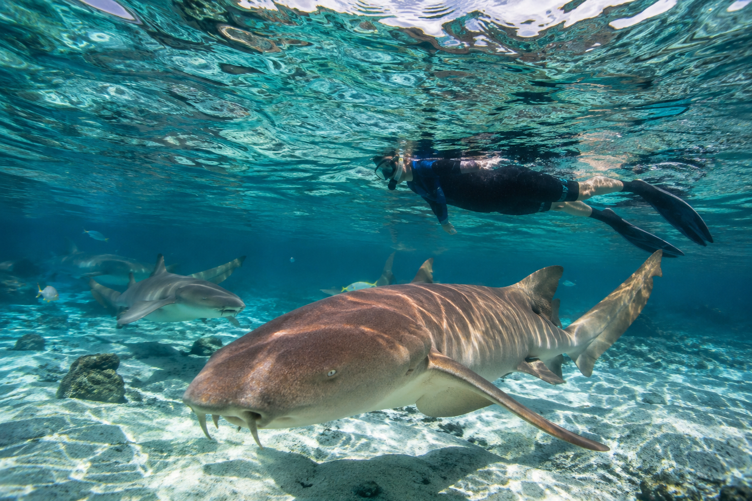 From nurse shark snorkelling to small-island visits, these five holiday ideas put observation, responsible photography and respect for local communities first.